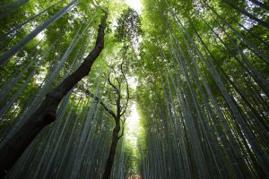 Bamboo Tree Long Forest