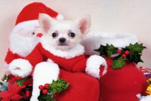 Dog Preparing For the Christmas