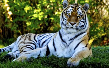 Amazing HD Pic of Tiger