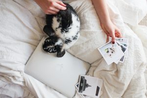 Animal Photos and Cat Sitting
