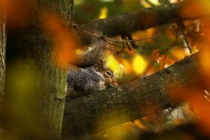 Animal Squirrel on Tree