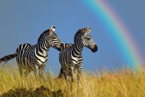 Animal Zebra Rainbow Photo Capture