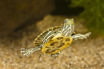 Baby Turtle in Sea Wallpaper