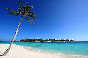 Beautiful Amazing Maldive Beach and Coconut Tree HD Nature Wallpaper