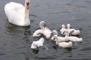 Beautiful Baby Swan High Quality Wallpaper