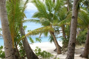 Beautiful Beach and Coconut Tree Photo