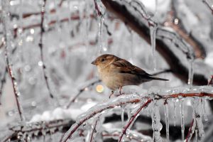 Beautiful Bird Sparrow Image