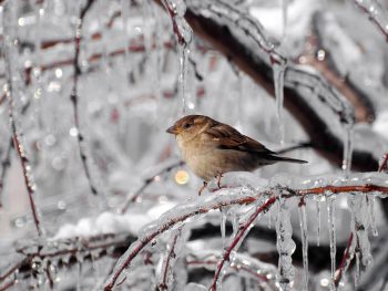 Beautiful Bird Sparrow Image