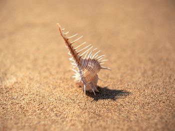 Beautiful Sea Shell on Beach
