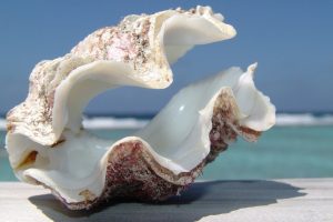 Beautiful Sea Shell on Beach HD Wallpaper