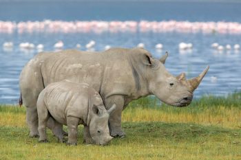 Big Animal Rhinoceros and His Child Photo