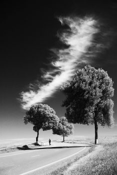 Black and White Tree