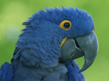 Blue Parrot HD Wallpaper