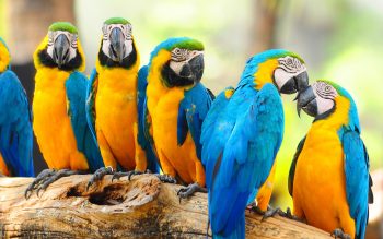 Blue and Yellow Parrot HD Wallpaper