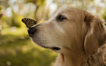 Butterfly on Dog Nose