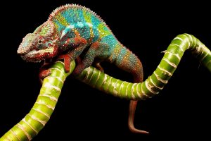 Colorful Chameleons Reptile Photo