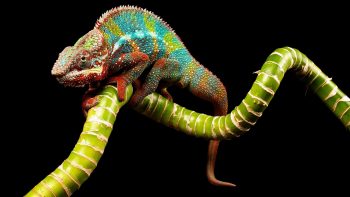 Colorful Chameleons Reptile Photo