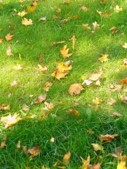 Autumn Lawn