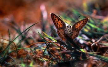 Cute Butterfly on Grass