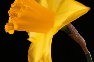 Daffodil Fower