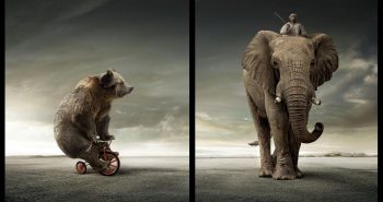 Elephant and Bear Creative