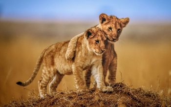 Friendship of Two Lion Cub Photo