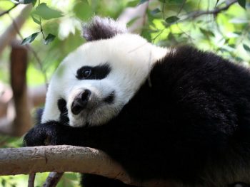 Giant Panda Sleeping on Tree