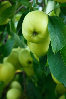 Green Apple on Tree
