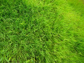 Green Grass Field Close-Up
