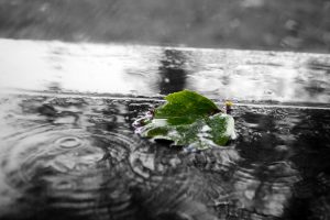 Green Leaf In The Rain