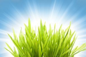 Wet Grass Over Abstract Blue Background