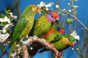 Colour Parrot