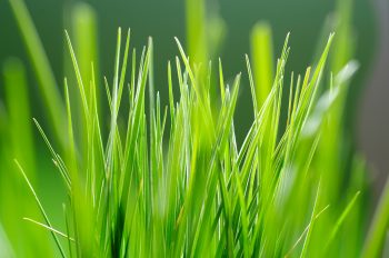 Close-Up of Fresh Green Grass