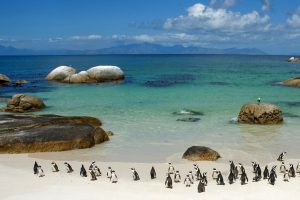 The Penguins of South Africa
