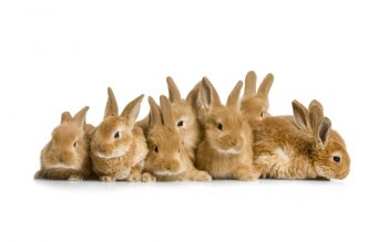Group of Rabbit Wallpaper