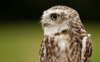 Killing Eye of Owl Bird Photo