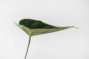 Leaf Top