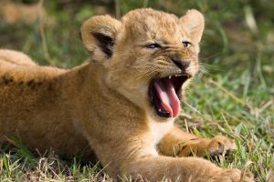 Lion Cub HD