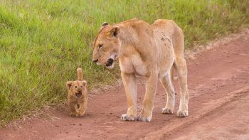 Lion Cub with His Mother Walking