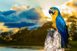 Macaw Parrot HD Wallpaper