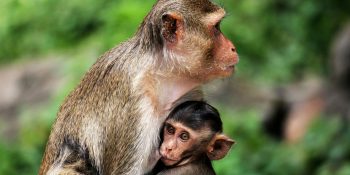Mother Monkey and Baby Child