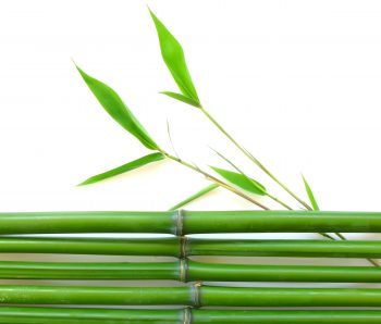 Nice Bamboo
