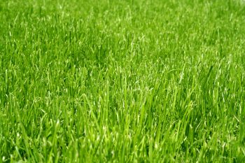 Very Green Grass
