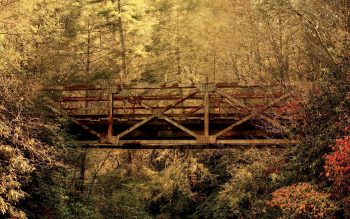 Old Bridge in Jungle