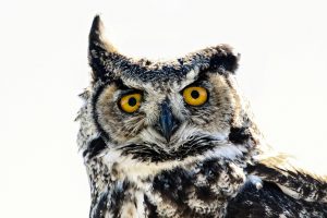 Owl Bird HD Photo