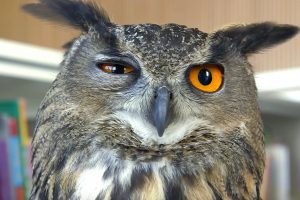 Owl Blink His Eye Photo