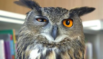 Owl Blink His Eye Photo