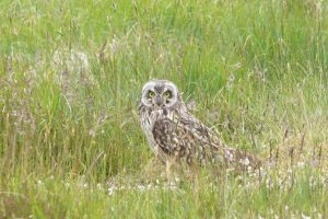 Owl at Bird Sanctuary Photo