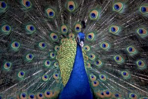 Peacock Bird Image