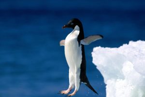 Penguin Jump in Water Photo